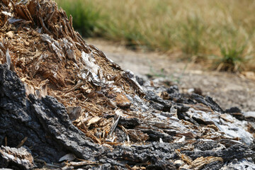 Composting Stump