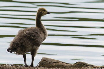 Young Canada Goose