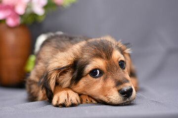portrait of a little cute puppy on a gray background close up