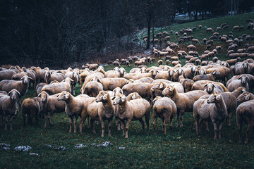 Schafherde im Herbst auf der Wiese