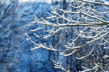 Winter forest with snow-covered tree branches on a blurred background