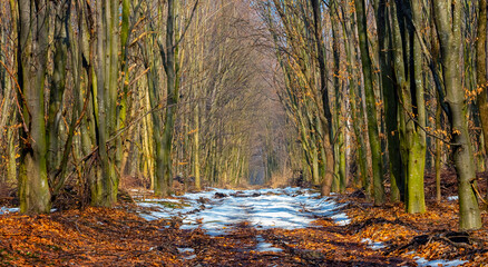 Spring forest with melted snow on the road in sunny weather