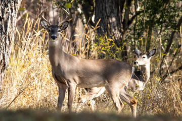 Male Deer in Llano River in Llano, Texas.