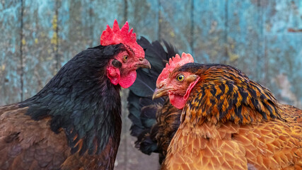 Black and brown chicken close up looking at each other