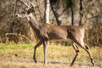 Male Deer in Llano River in Llano, Texas.