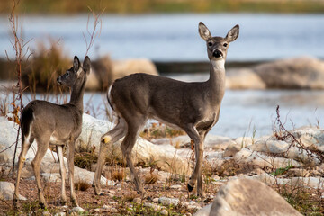 Female deer in Llano River. Llano, Texas.