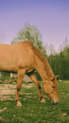 Obraz na płótnie Canvas Brown horse in the field calmly eats grass