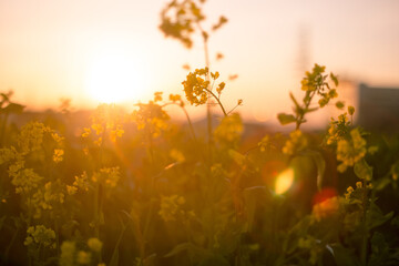 Fototapeta na wymiar 菜の花と夕日