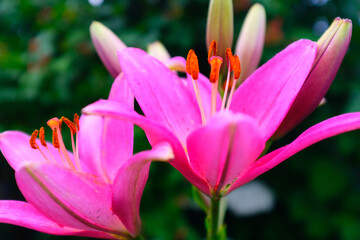 Fototapeta premium Bright magenta lilies flowers on a blurred background of green foliage, selective focus. Macro brown-orange stamens. Floral background. Picture for post, screensaver, wallpaper, postcard