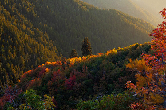 Fall trees