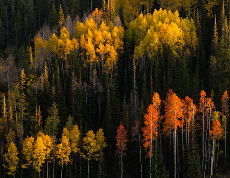 aspen trees in fall 