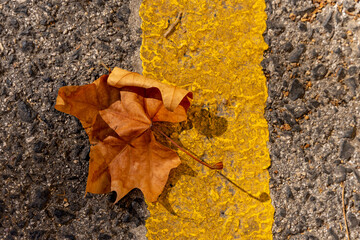 Pomarańczowy jesienny liść na drodze, żółta linia.