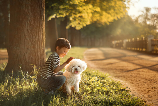 A boy strokes a bichon frise dog.