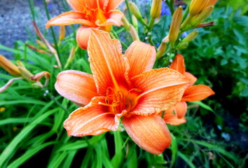 Lily red, flower in a garden in Siberia Russia.