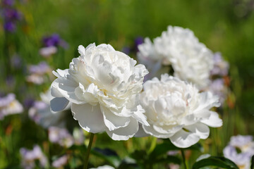 White flowers of peony in spring garden