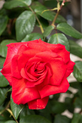 red rose in garden