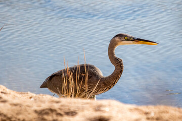 Great Blue Heron fishing in the Llano River. Llano, Texas.