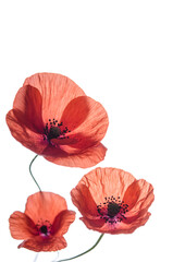 Delicate flowers of red poppy on a white background.