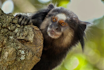 sagui se escondendo em árvore