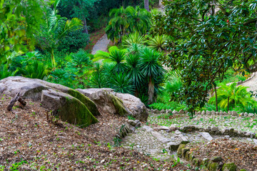 Typowa roślinność dla ogrodów botanicznych w mieście Sintra w Portugalii. 