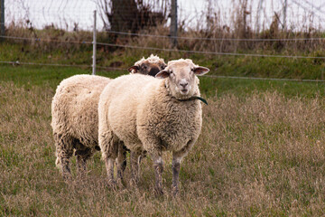 Obraz premium sheep in the field