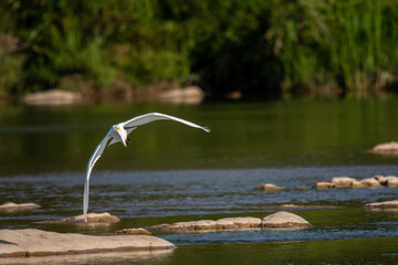 Great Egret fishing in the Llano River. Llano, Texas.