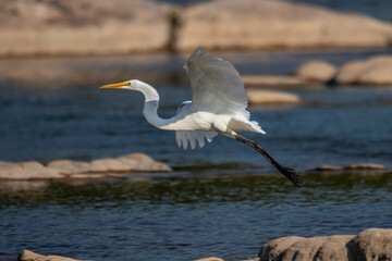 Great Egret fishing in the Llano River. Llano, Texas.