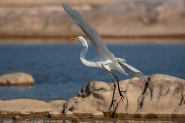 Great Egret fishing in the Llano River. Llano, Texas.
