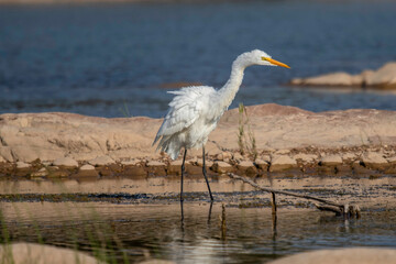 Great Egret fishing in the Llano River. Llano, Texas.