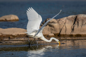 Great Egret fishing in the Llano River. Llano, Texas.