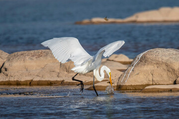 Great Egret fishing in the Llano River. Llano, Texas.