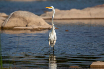 Great Egret fishing in the Llano River. Llano, Texas.