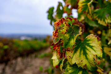 Winnice w Portugalii po zbiorach, jesienne barwy.