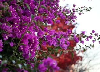flowers in the garden