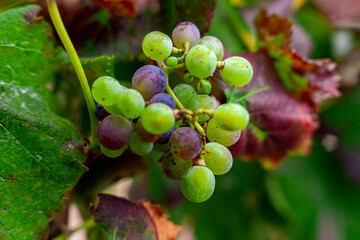 Winorośl, zbliżenie na winogrona.