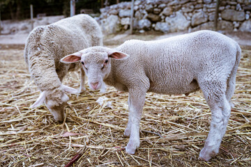 Samica owcy domowej z jagnięciem na wybiegu. - obrazy, fototapety, plakaty