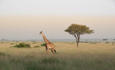 giraffe in the savannah