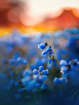 Macro of lots of blue flowers against golden hour background in bright orange and yellow tones. Bokeh bubbles and shallow depth of field