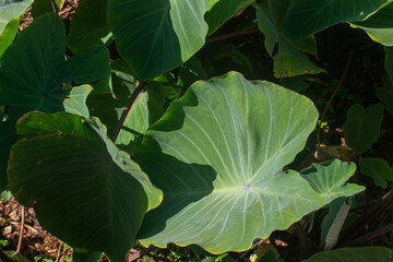 Close up of the leaves in a patch of kalo, taro root, which is the main component of poi, a traditional Hawaiian food growing in a community garden plot on Oahu, Hawaii.