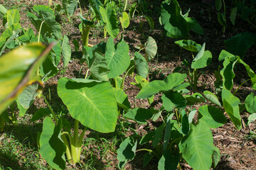 Patch of kalo, taro root, which is the main component of poi, a traditional Hawaiian food growing in a community garden plot on Oahu, Hawaii.