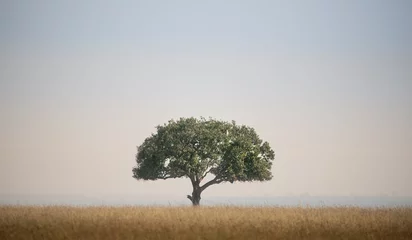 Fotobehang Masai Mara © Daniel J Sidor