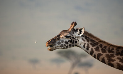 Giraffe and butterfly, Masai Mara