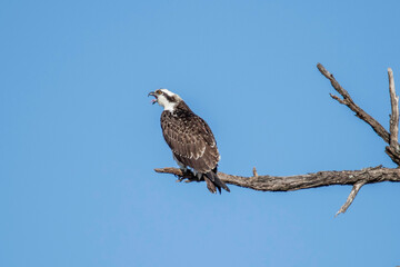 Osprey fishing near Llano River. Llano, Texas
