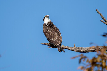 Osprey fishing near Llano River. Llano, Texas