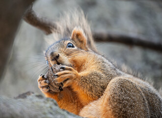 squirrel eating nut