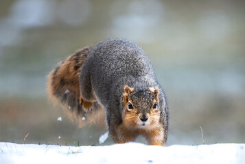 squirrel in snow