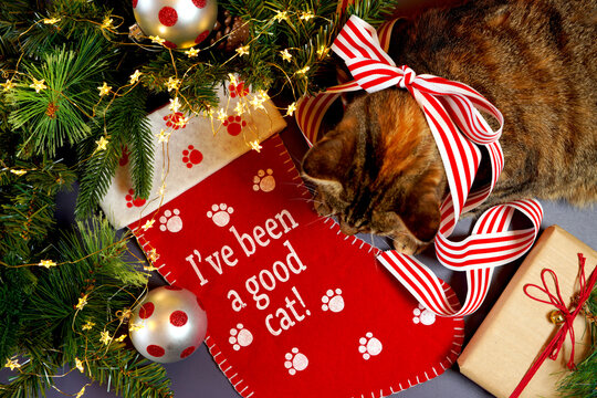 Christmas pet stocking with tortoiseshell tabby cat in festive setting.