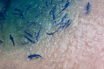 Giant trout at The Rise, Skinks Canyon in Lander Wyoming © Lauren
