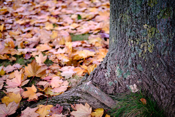tree and bed of fallen leaves in winter