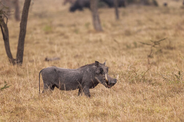 Common Warthog - Phacochoerus africanus, common mammal from African bushes and savannahs and woodlands, Lake Mburo, Uganda.